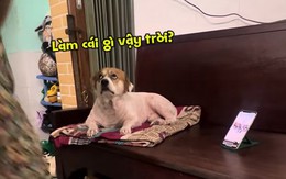 Chú chó chán chả buồn nói khi xem cô chủ nhảy