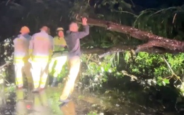 Nhà tốc mái, cây xanh, trụ điện ngã đổ ngổn ngang khi bão số 13 đổ bộ