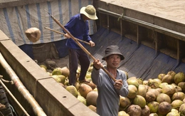 Ngành dừa Việt Nam hướng tới thương hiệu dừa xanh, sạch và ít phát thải