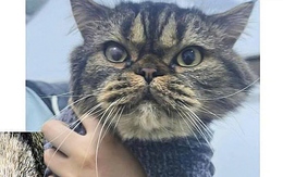 Kem trị mụn rộp ở người cứu hàng nghìn mèo mắc bệnh viêm mắt