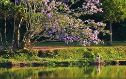 Cây phượng tím hồ Xuân Hương Đà Lạt bật gốc, người dân thấy ‘phần ký ức của mình vừa rơi xuống'