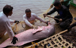 Cá heo chết hàng loạt vì nước hồ nóng hơn bồn tắm spa