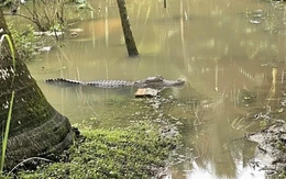 Người dân báo thấy cá sấu trong mương nước ở Cần Thơ