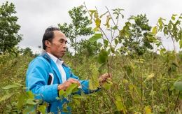 Ôm mộng đổi đời từ liên kết trồng cây an xoa xuất sang Mỹ, nông dân ôm nợ