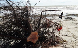 Sóng lớn bật gốc hàng phi lao hàng chục năm tuổi ở biển Quảng Ngãi