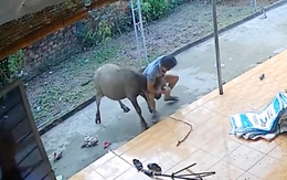 Sáng cà phê với bạn, kể mới vật nhau với nghé mà không ai tin