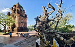 Đau lòng cây si hơn 100 tuổi trên di tích Tháp Nhạn bị bão Kalmaegi đánh ngã: Nỗ lực cứu!