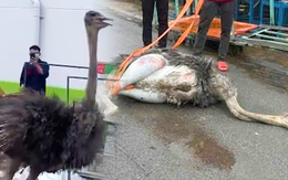 Đà điểu chạy trên đường ở Bến Cát không người nhận đã chết, được đưa đi tiêu hủy