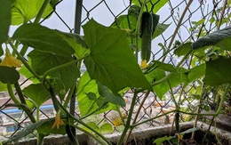 Giàn dưa dại sau dông bão