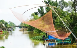 Dân miền Tây cất vó đón luồng cá đồng ra sông trong mùa nước nổi