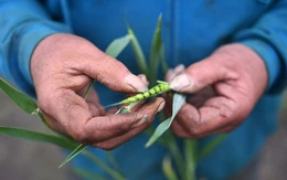 Nông dân châu Âu khủng hoảng vì giá nông sản lao dốc