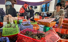 Thủ phủ tôm hùm vịnh Xuân Đài 'quyết dựng lại cơ nghiệp' sau bão lũ