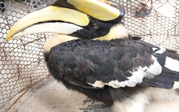 Cận cảnh chim hồng hoàng quý hiếm nặng 2,5kg bay vào ruộng lác nhà dân