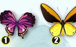 Quiz: Bạn lạnh lùng, khó gần hay là người dễ thương, hồn nhiên