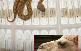 Nước mắt lạc đà có thể giải được nọc độc rắn?