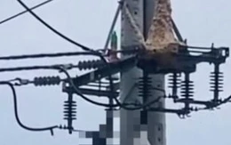 Trèo lên trụ điện bắt ong vò vẽ, nam thanh niên tử vong thương tâm