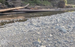 Mắt 10/10 mới thấy con chó ở đâu?