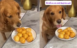 Chú chó giả vờ ngu ngơ được hưởng trọn đĩa thức ăn của ông chủ