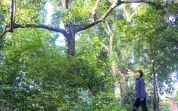 Khám phá khu rừng thiêng giữa lòng Đà Nẵng được người dân đồng lòng bảo vệ