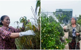 Làng đào, làng quất Hà Nội 'tất bật' vào mùa tuốt lá, uốn thế đón xuân