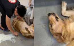 Chú chó xỉu ngang vì bị đổ nước vào người