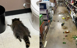 Vụ gấu mèo ‘quậy tưng’ cửa hàng rượu ở Mỹ: Không phải lần đầu, từng ghé thăm võ đường