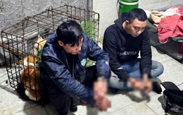 Khởi tố 4 bị can trộm cắp chó ở Khánh Hòa