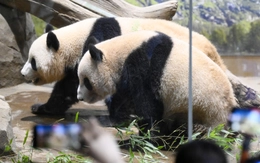 Nhật Bản sắp không có gấu trúc sau nửa thế kỷ