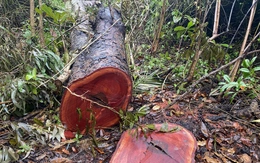 42 cây xà cừ lâu năm trong công viên ở Cần Thơ bị đốn hạ