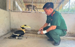 Trại rắn Đồng Tâm tiếp nhận chim hồng hoàng quý hiếm từ Tây Ninh