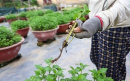 Hoa cúc thối rễ, nông dân Đà Nẵng lo mất trắng vụ Tết