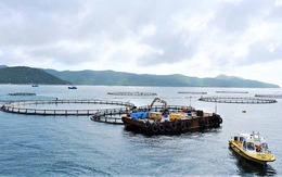 Bộ trưởng Trần Đức Thắng cùng hiệp hội bàn hướng phát triển nuôi biển công nghiệp, bền vững