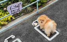 Ảnh vui 17-12: Một bãi đậu... chó tại Nhật Bản