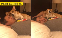 Chú chó giận dỗi khi bị sen mắng