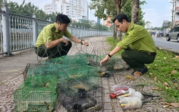 Tháo gỡ hàng loạt lồng bẫy kèm máy phát dụ bắt chim bên kênh Nhiêu Lộc - Thị Nghè