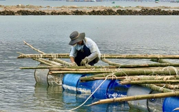 ‘Thủ phủ tôm hùm’ gượng dậy