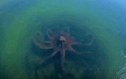 Có thật chụp được ảnh bạch tuộc khổng lồ ngoài khơi vịnh Mexico?