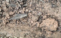 Thử tài tinh mắt: Con nhện ở đâu?