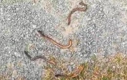 Giun đất chết hàng loạt ở chân Đèo Ngang, cơ quan chuyên môn nói gì?