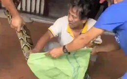 Bắt được con trăn 'khủng' từ Núi Sam bò vào nhà dân giữa trưa