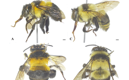 Cá bám đá, ong 'gấu bông' của Việt Nam nằm trong số 70 loài sinh vật mới năm 2025