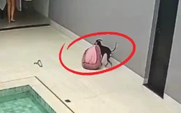 Chú chó biết lấy nệm đang phơi vào nhà khi thấy trời mưa