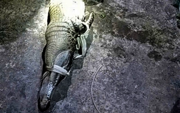 Dân 'nghĩ mẹo' dùng cần câu dụ bắt cá sấu xuất hiện trong ao nước