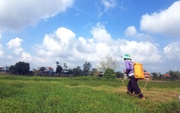 Những thửa ruộng bị 'ướp' thuốc diệt cỏ