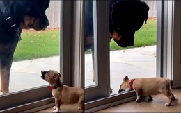 Chú chó xỉu ngang khi bị sen chơi khăm