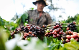 Doanh nghiệp nói về nghịch lý lớn nhất của cà phê Việt, lo bàn cách vượt khó