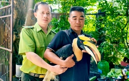 Chim hồng hoàng quý hiếm sà xuống trước xe máy, người dân đuổi cũng không bay đi