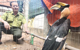 Chim hồng hoàng đậu trước đầu xe, người dân đem về chăm sóc rồi giao kiểm lâm