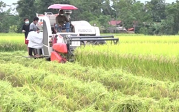 Người trồng lúa hữu cơ tại Thanh Hóa sẽ được hỗ trợ 90 triệu đồng/ha