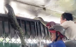 Vây bắt con trăn dài 4m, nặng hơn 15kg bò từ Núi Sam vào nhà dân